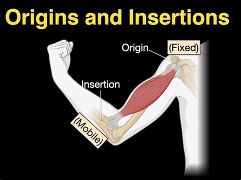 insertion porn|extreme